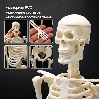 Анатомическая модел на Костите на човек Височина 45 см, Медицински наръчник, Анатомическая модел Кости, Бързо, изпращана От склада в Русия